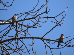 Haemorhous mexicanus