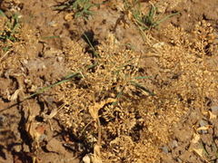 Lepidium chalepense