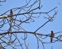 Haemorhous mexicanus