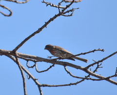 Haemorhous mexicanus