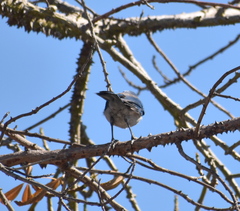 Aphelocoma californica
