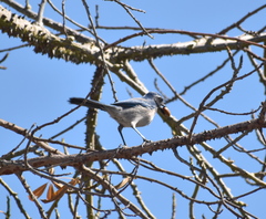 Aphelocoma californica
