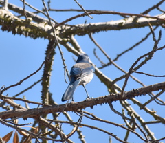Aphelocoma californica