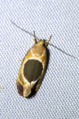 Hoplomorpha abalienella