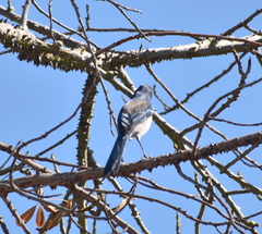 Aphelocoma californica