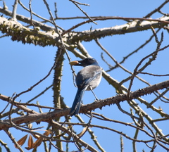 Aphelocoma californica