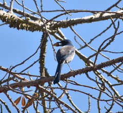 Aphelocoma californica
