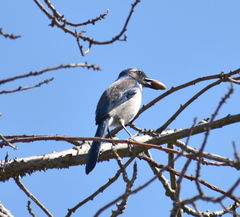 Aphelocoma californica