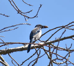 Aphelocoma californica