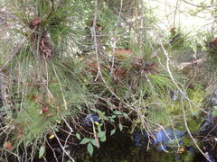 Tillandsia setacea