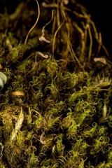 Dicranum acutifolium