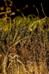 Dicranum acutifolium