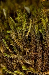 Dicranum acutifolium