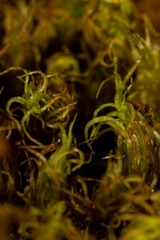 Dicranum acutifolium