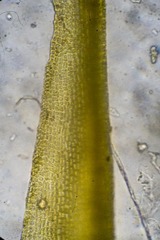 Dicranum acutifolium