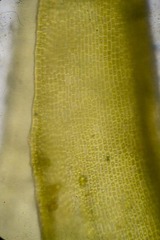 Dicranum acutifolium