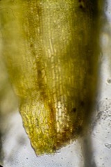 Dicranum acutifolium