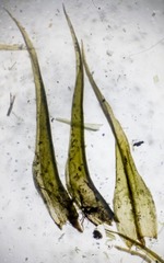 Dicranum acutifolium