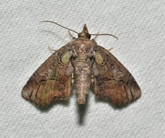 Paectes pygmaea