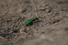 Cicindela ohlone