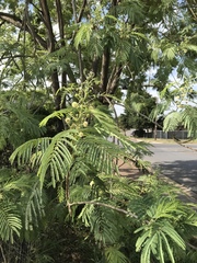 Leucaena pulverulenta