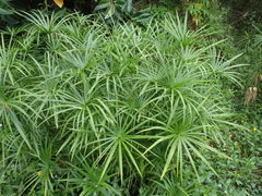 Cyperus alternifolius flabelliformis