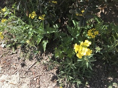 Erysimum franciscanum