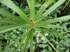 Cyperus alternifolius flabelliformis