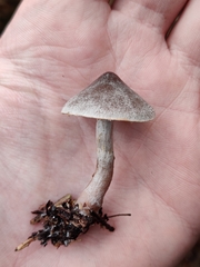 Cortinarius hemitrichus