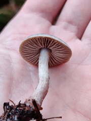 Cortinarius hemitrichus