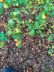 Cortinarius hemitrichus