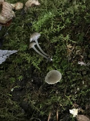 Hydropus praedecurrens