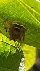 Araneus granadensis