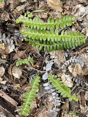 Blechnum penna-marina
