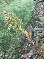 Solidago altissima