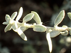 Atriplex amnicola