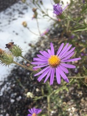 Dieteria bigelovii