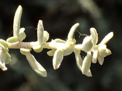 Atriplex amnicola
