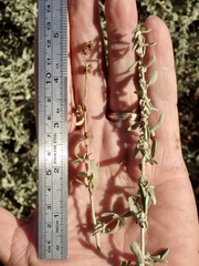 Atriplex amnicola