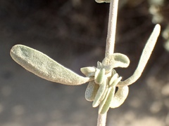 Atriplex amnicola