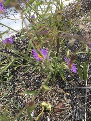 Dieteria bigelovii