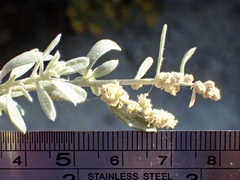 Atriplex amnicola