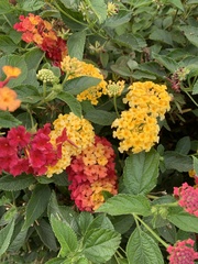 Lantana