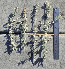 Atriplex amnicola