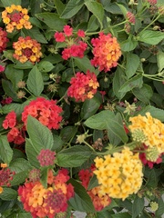 Lantana