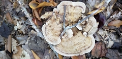Phellodon fuligineoalbus