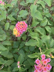 Lantana