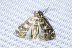 Hygraula