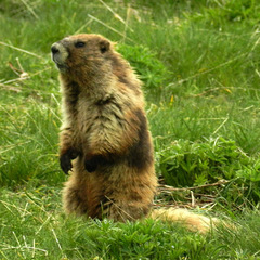 Marmota olympus