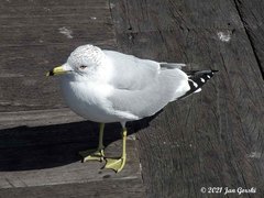 Larus delawarensis